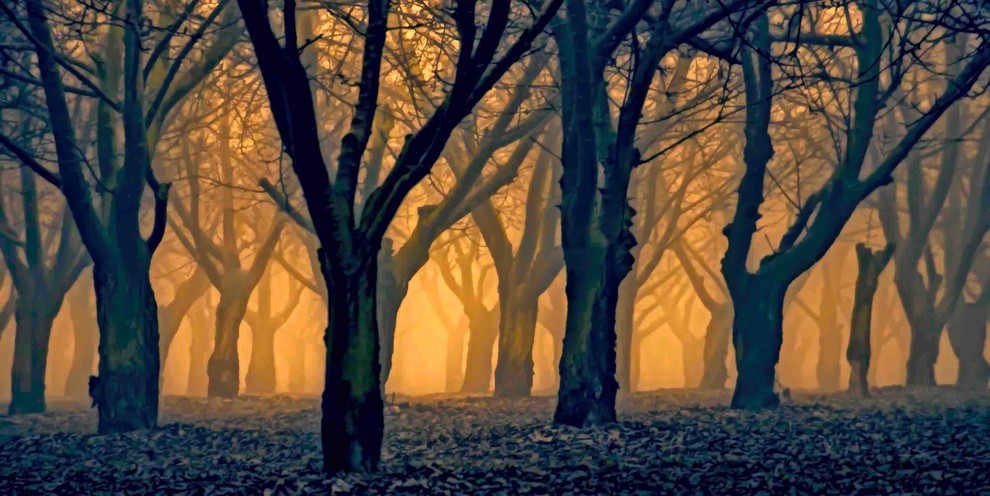 "Woods Aglow" Painting Print on Canvas
