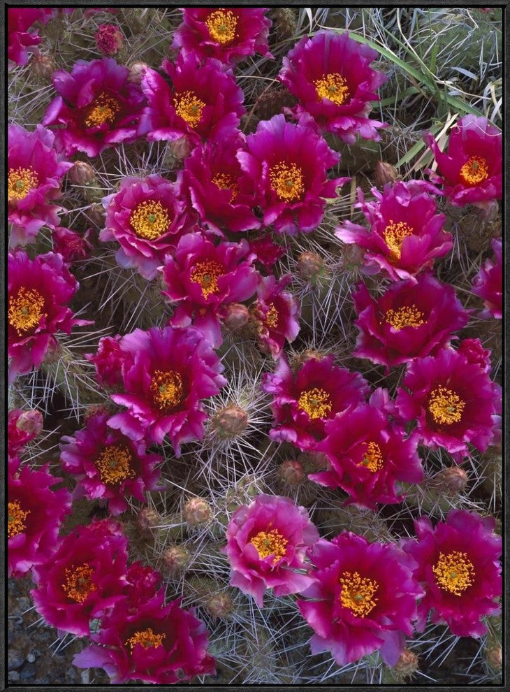 "Grizzly Bear Cactus in bloom, North America"  by Tim Fitzharris, 25x33"