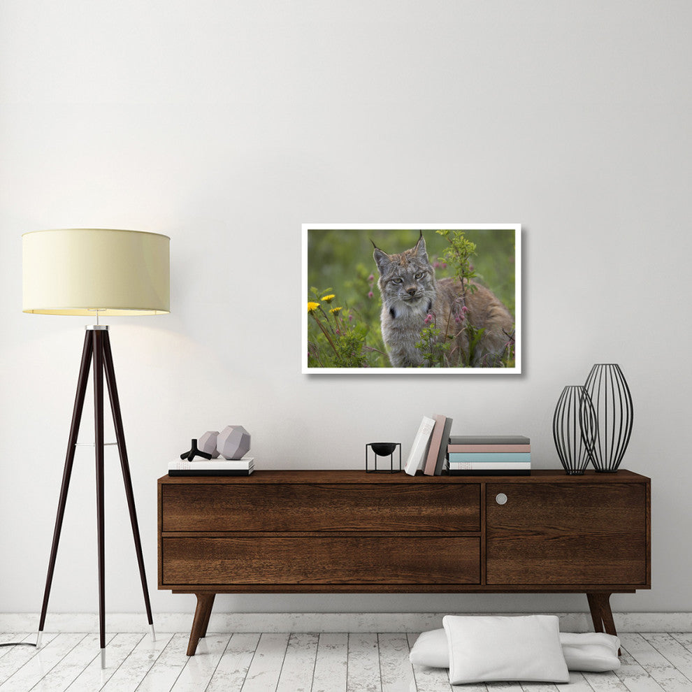 "Canada Lynx portrait, North America" Paper Print by Tim Fitzharris, 38"x26"