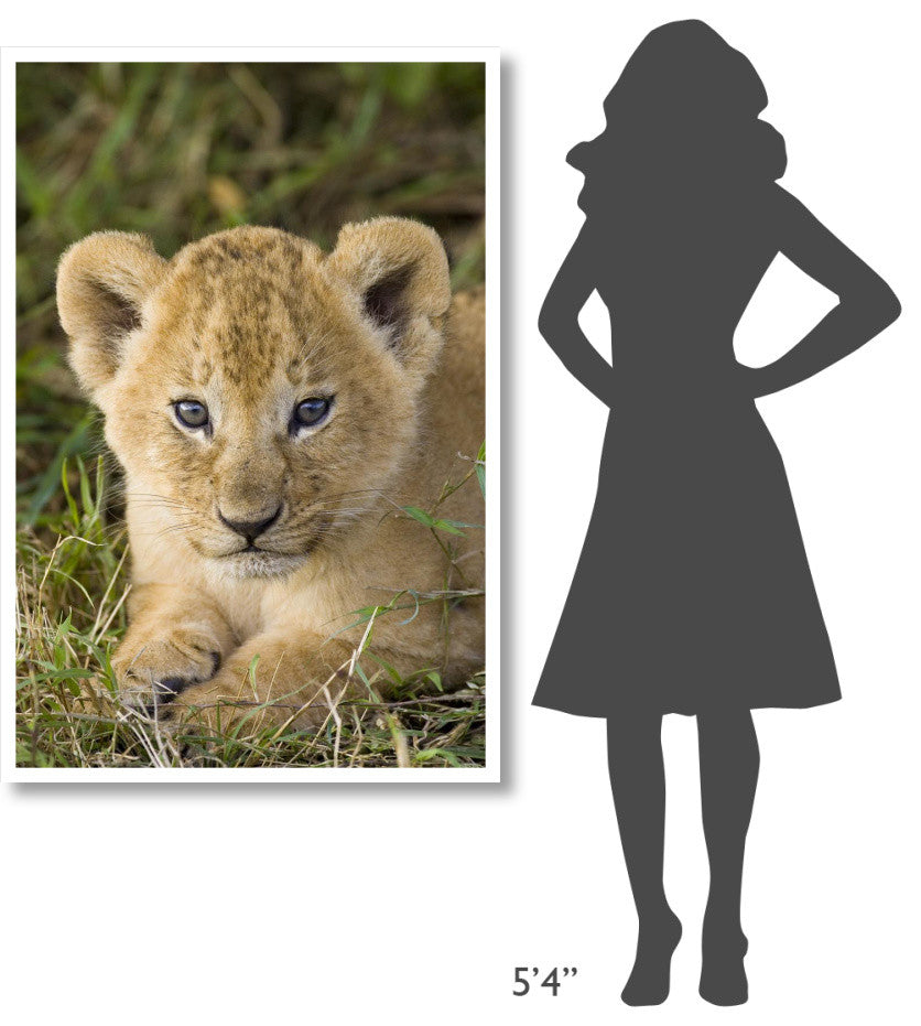 "African Lion 5 week old cub, vulnerable, Masai Mara Reserve" Paper Art, 34"x50"