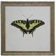 Bright Yellow Butterfly, Vintage Cream And Gold Moulding