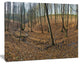 Woods in Fall Forest Panorama, Forest Canvas Art Print, 20"x12"