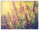 Vintage Photo of Wild Purple Flower, Floral Canvas Art Print, 36x28, 3 Panels