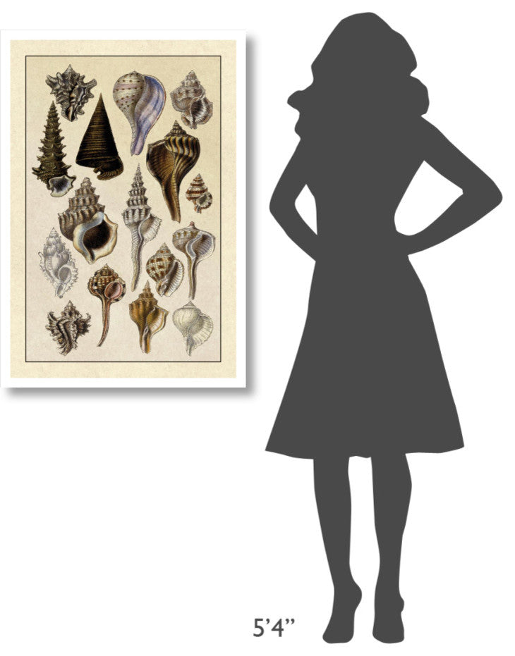 "Shells: Trachelipoda #4" Digital Paper Print by G.B. Sowerby, 26"x38"