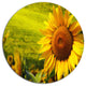 Tuscany Sunflowers On Green, Modern Floral Disc Metal Artwork, 23"