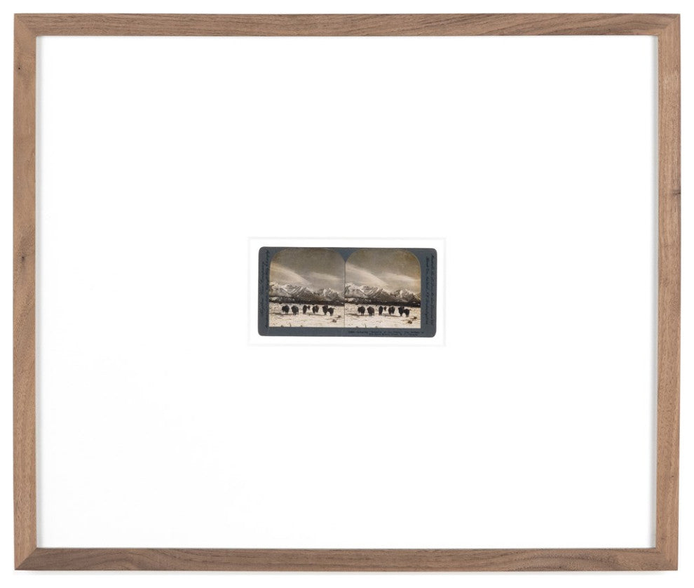 Monarch Of The Plain By Gold Rush Art Co