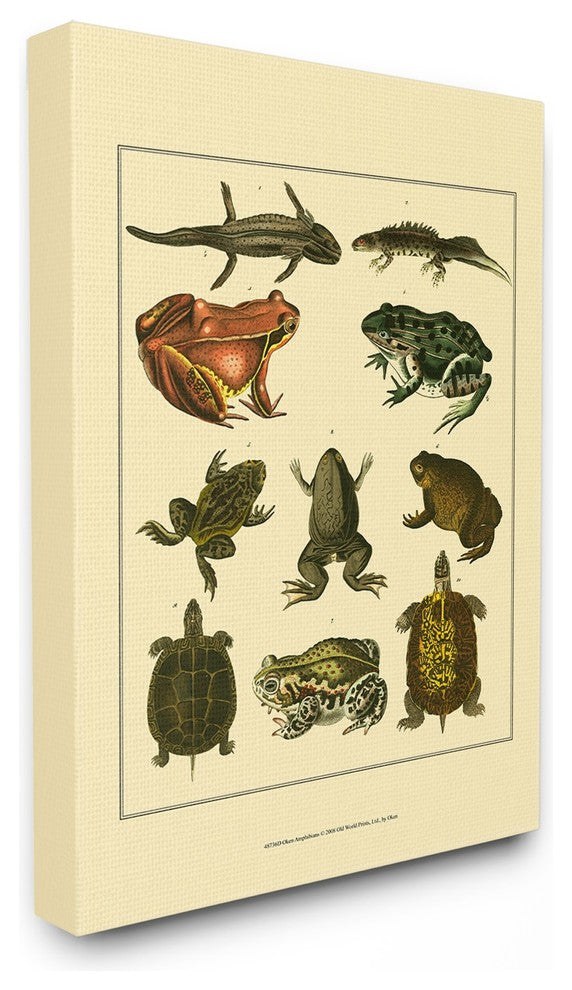 Frog & Newt & Turtle Illustrations Canvas Wall Art, 24"x30"