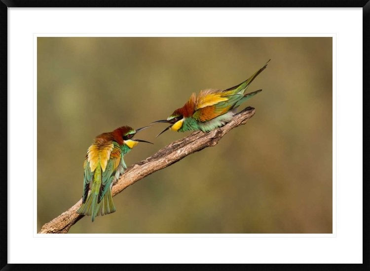 "The Territory" Framed Digital Print by Amnon Eichelberg, 38"x28"