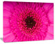 Macro Photo of Gerbera Flower, Flowers Canvas Wall Artwork, 20"x12"