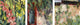 "Summer Garden, 2009" Canvas Art, 20"x16"x1.25"