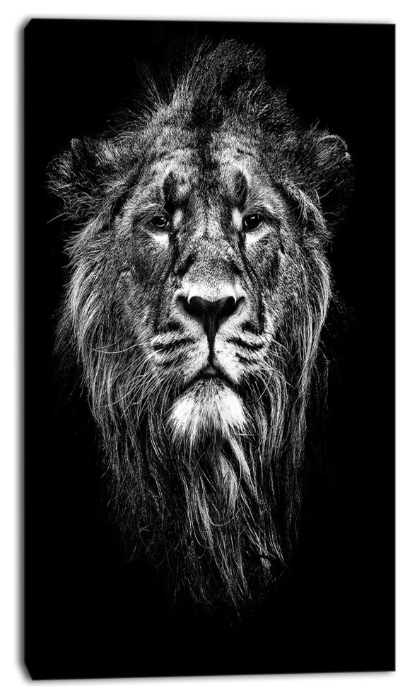 "Male Asiatic Lion" Animal Digital Canvas Print, 16"x32"