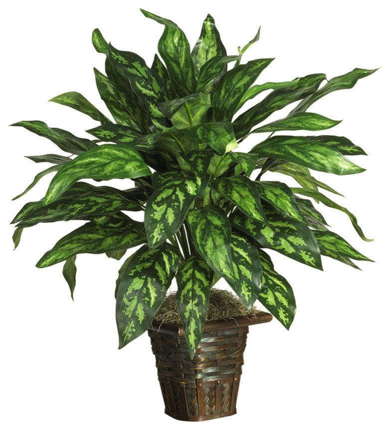 Silver King With Basket Silk Plant