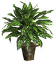 Silver King With Basket Silk Plant