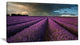 Lavender Field and Dramatic Sky, Floral Canvas Art Print, 32"x16"