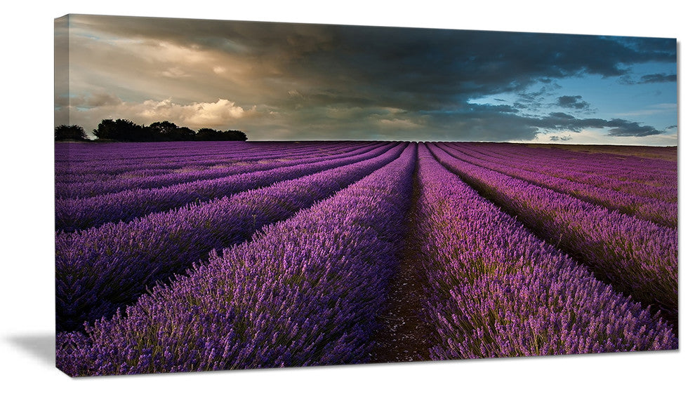 Lavender Field and Dramatic Sky, Floral Canvas Art Print, 32"x16"