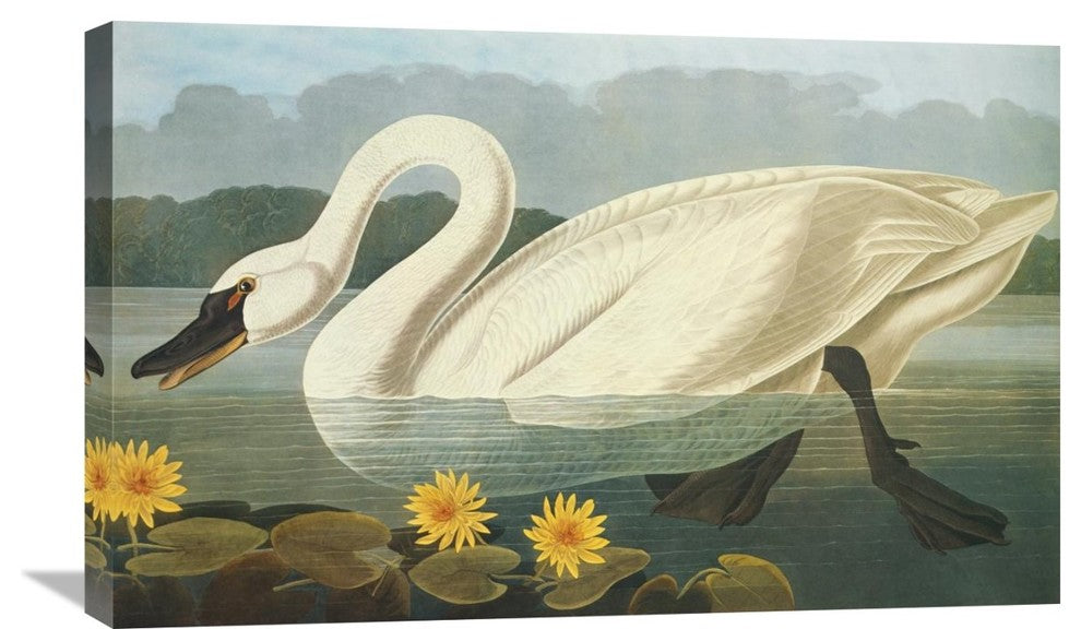 "Common American Swan" Stretched Canvas Giclee by John James Audubon, 30"x19"