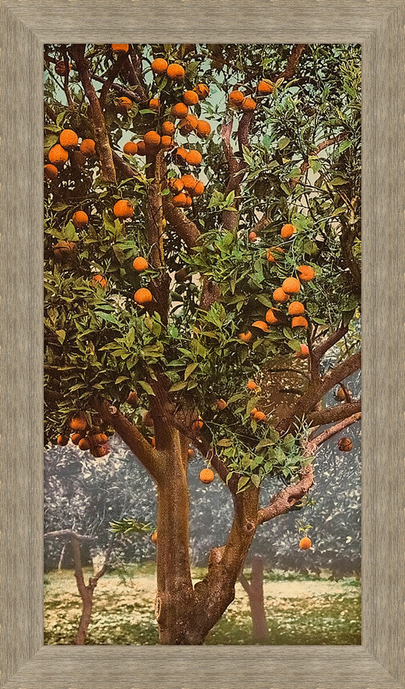 Grove Oranges