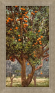 Grove Oranges