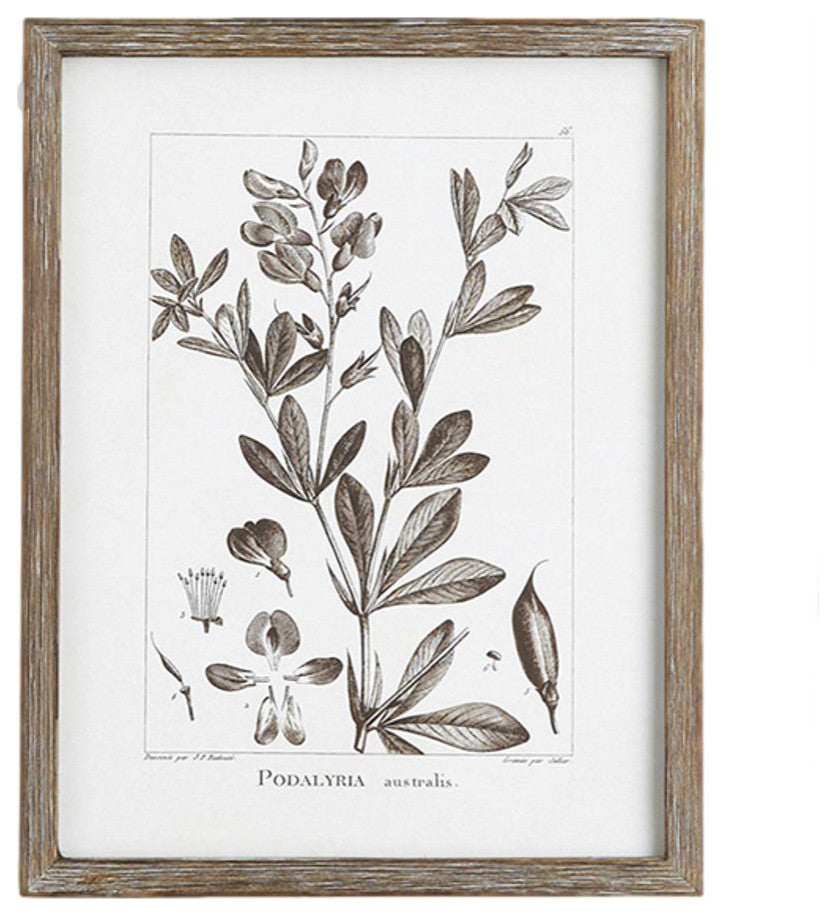 Set of 9 Rustic Sepia White Botanical Leaf Prints Framed Brown 13 in Large Group