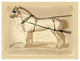 "Saddles and Tack: Fine Double Barouche Harness" Paper Print, 50"x38"