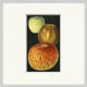 Fruit Study 9, Giclee Reproduction Artwork