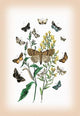 Moths: Pericyma Albidentaria, Spintherops Spectrum, Et Al- Paper Poster