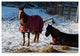 "Two Horses In Snow Covered Pasture" by Anthony Paladino, Canvas Art