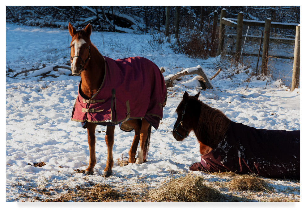 "Two Horses In Snow Covered Pasture" by Anthony Paladino, Canvas Art