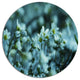 Small White Flowers On Blue Background, Flower Round Wall Art, 11"