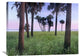 "Cabbage Palm Meadow, Myakka River State Park, Florida" Artwork, 32" x 24"