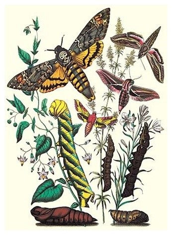 Moths: C. Colerio, C. Elpenor, C. Porcellus- Fine Art Giclee Print 24" x 36"
