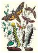 Moths: C. Colerio, C. Elpenor, C. Porcellus- Fine Art Giclee Print 24" x 36"