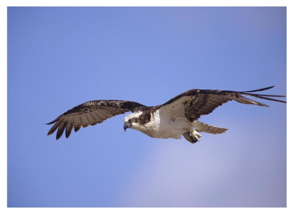 "Osprey flying, North America" Digital Paper Print by Tim Fitzharris, 34"x26"