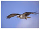 "Osprey flying, North America" Digital Paper Print by Tim Fitzharris, 34"x26"