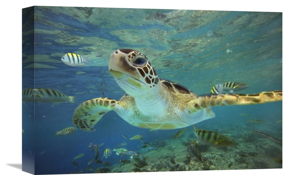 "Green Sea Turtle, Balicasag Island, Philippines" Artwork, 18" x 12"