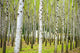 "Into the Woods, Six" Canvas, 40"x60"