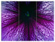 Abstract Purple Floral Design, Floral Triptych Canvas Art Print, 36x28, 3 Panels