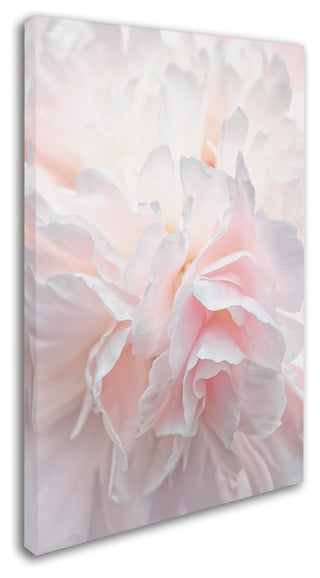 Cora Niele 'Pink Peony Petals IV' Canvas Art