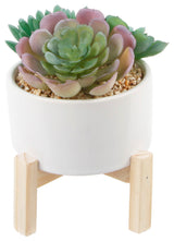 4" Succulents Mix In Pot W/ Stand