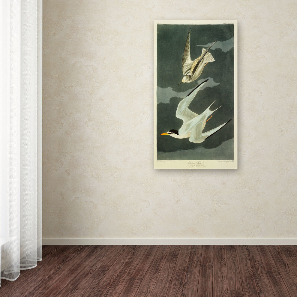 'Lesser Tern Little Tern' Canvas Art by John James Audubon