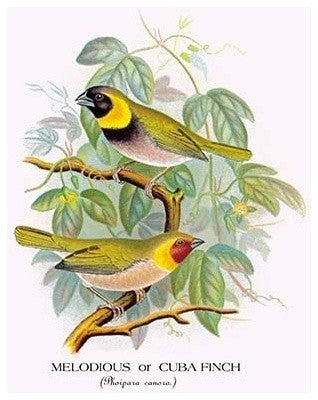 Melodious or Cuba Finch - Fine Art Giclee Print 24" x 36"