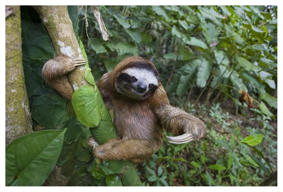 "Brown-throated 3-toed Sloth male, Aviarios Sloth Sanctuary" Paper Art, 62"x42"