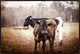 36x24 My Good Side II, Framed Artwork, Espresso