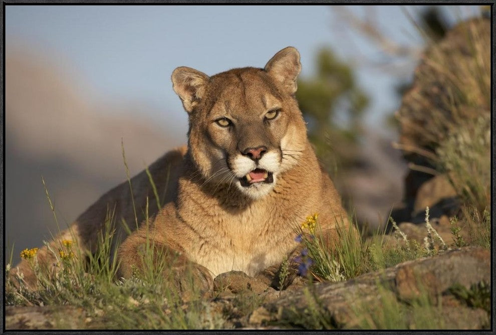 "Mountain Lion portrait, North America"  by Tim Fitzharris, 37x25"