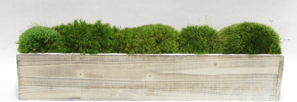 Wooden Container White Wash, Moss