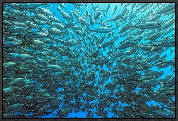 "Splitted School Of Jackfish" Framed Canvas Giclee by Henry Jager, 23x16"