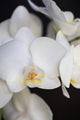 24x36 Orchidaceae Series Naples Yellow IV, Unframed Artwork