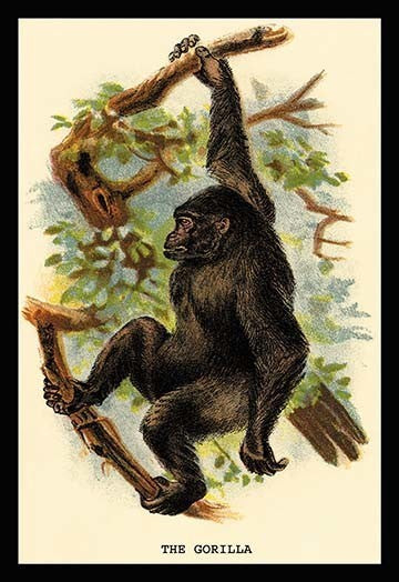 The Gorilla - Gallery Wrapped Canvas Art 28" x 42"