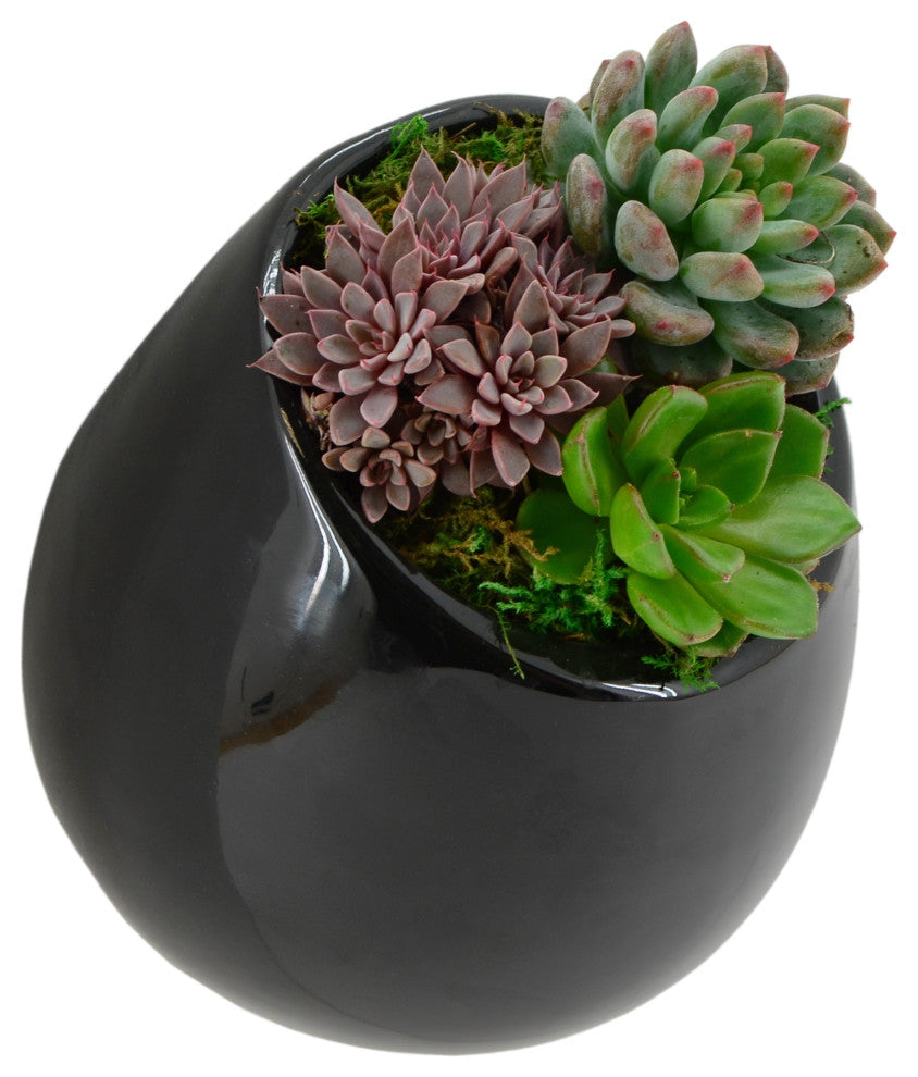 Arcadia Garden Products Large Round Wall Planter, Black