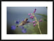 Broad-Tailed Hummingbird Feeding On Flowers, New Mexico, 30"x22"